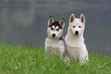 SIBERIAN HUSKY 1027